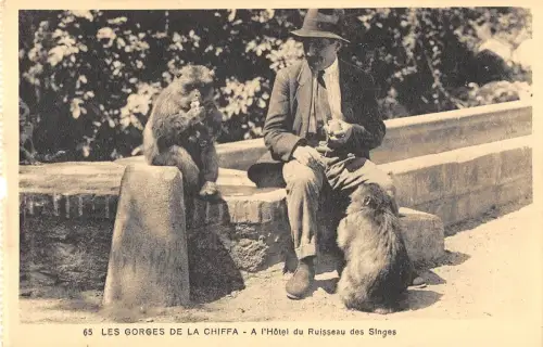 BF9010 les gorges de la chiffa monkey a l hotel de algeria Algerien