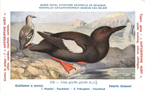 BF40040 guillemot a miroir uria grylle grylle bird oiseau