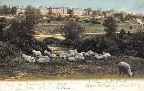 BR79735 Mount Ephraim Tunbridge Wells Sheep Mouton UK