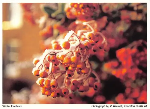 BR76659 Winter Firethorn uk
