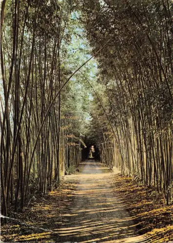 BR54256 Anduze Bombous Geants Frankreich