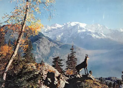 BF1224 le chamois des alpes Ziege Frankreich