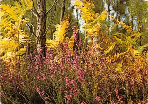 BR31428 Bruvere et Fourdes Visage des Landes france