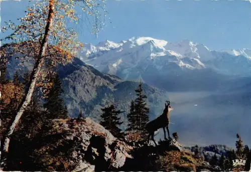 BR47801 Le Chamois des alpes liebes Frankreich