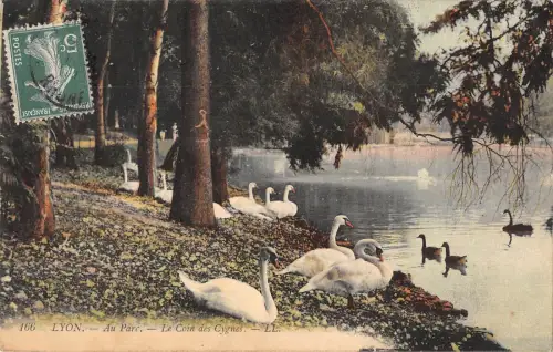 BR78338 lyon au parc le coin des cygnes schwan frankreich