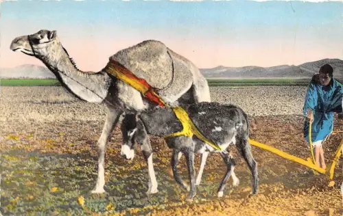 BR38985 Scnes et types le labireur chamel chameau
