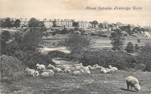 uk41294 mount ephraim tunbridge wells real photo uk sheep