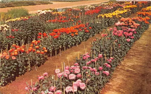 br108901 Versuche mit frühen Chrysanthemen Garten Wisley UK