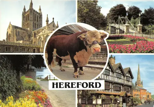 br108957 hereford uk cow