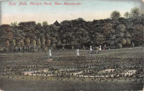 uk29681 tulpenbetten philips park manchester uk
