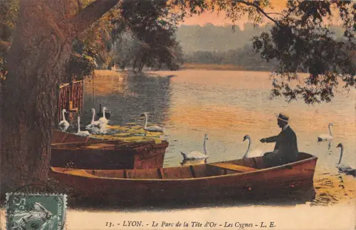 BR78330 lyon le parc de la tete d or les cygnes swan france
