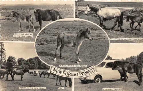 br107867 new forest ponys uk real photo