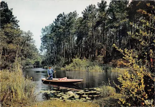 BR47799 Cournant des landes le bois calme et desert sous le bleu firm Frankreich