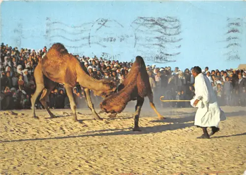 BG14170 Combat de Chameaux Kameltypen Folklore Tunesien