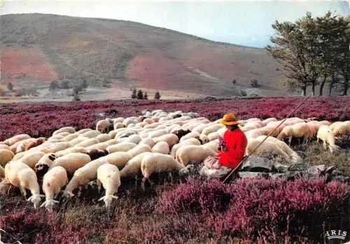 BR27542 Les moonedieres Le Limousin Schafmouton Frankreich