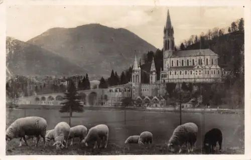BR42529 Lourdes la basilique et le pic du jer sheep moutons france