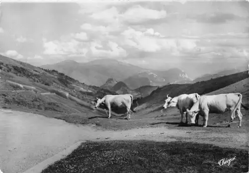 BR16562 Le Col de Port Paturages Kuhvacher Frankreich