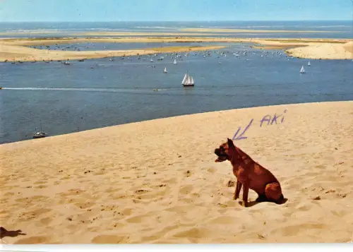 B109803 Frankreich Bassin d'Arcachon La Dune du Pyla et le Banc d'Arguin Aki Hund