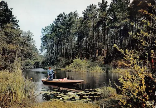 BT5082 Courant des landes le bois calme et desert sous le bleu firm France