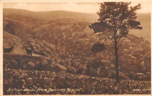 uk25875 horner woods from dunkery beacon real photo uk