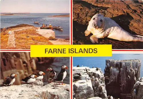 uk49136 farne island northumberland uk