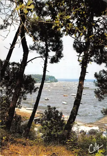 BT9609 L ombre des pins france France