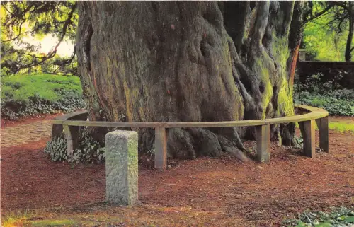 B88009 Trompeter Grab und Eibe Selborne UK 14x9cm