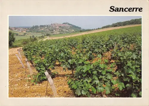 BR52445 Au milieu du vignoble Sancerre Frankreich