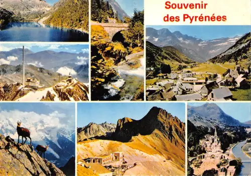 BT4289 Pyrenäen Chevre Ziege Frankreich