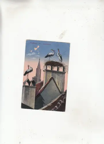 BG24923 storke strassburg i els france storchennest strasbourg