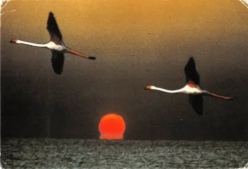 BT9788 Les dlamants de guy lavault birds oisseaux