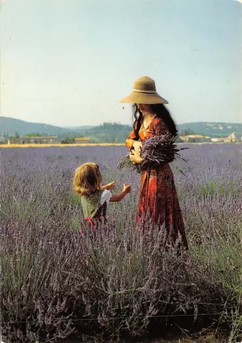 BF1299 Champ de lavande en provence Frankreich