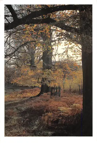 BR83557 Waldlandschaft UK