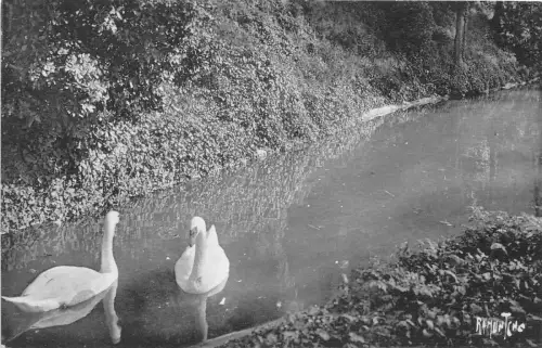 BR30626 Angouleme Au jardin Vert cigne schwan Frankreich