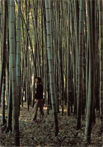 BF1408 anduze foret de bambous geants Frankreich