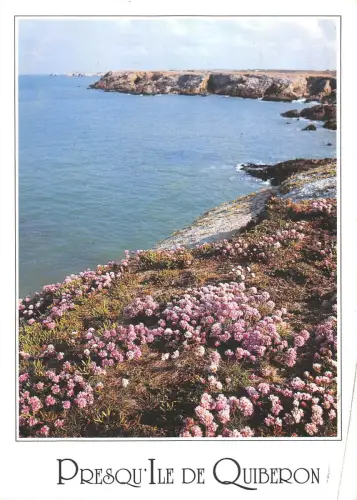 BT8060 La cote sayvage au printemps Quiberon Frankreich