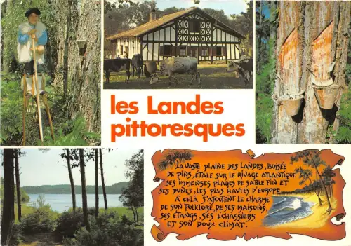 BR31184 Landes un jeune echassier france