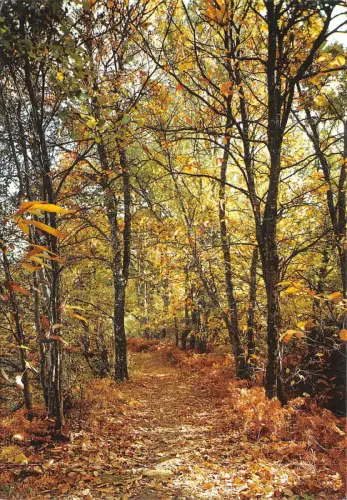 BF366 Waldchambord Frankreich