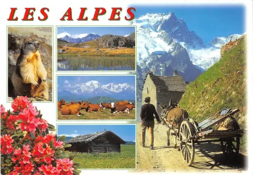 BT10351 les alpes cow vaches donkey ane marmotte france France