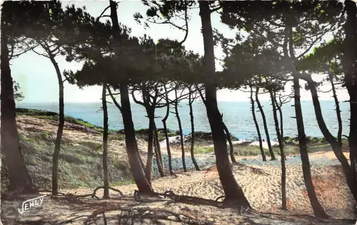 BR29364 St jean de Monts la Mer a travers la Foret france