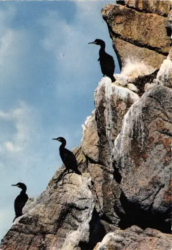 BR8020 Cormorans a la Reserve d'Oiseaux du Cap Sizun france