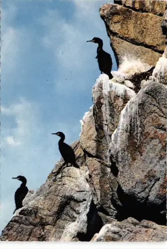 BR43029 Cormorans a la reserve d oiseaux du cap Sizun Frankreich