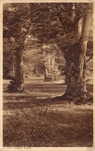 uk51271 a new forest glade real photo uk