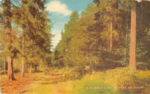 uk51482 a forest ride forest of dean uk