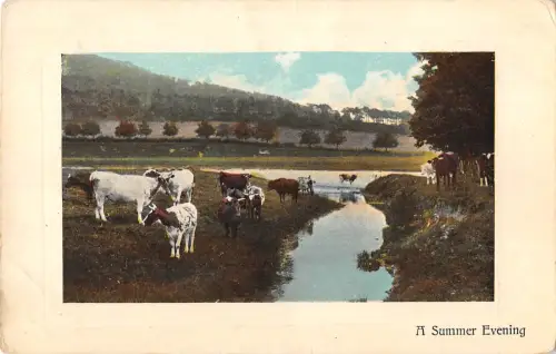 uk27 a summer evening cow uk