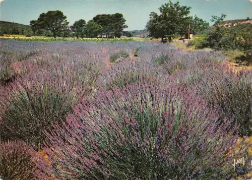 BF431 champs de levande en provence france