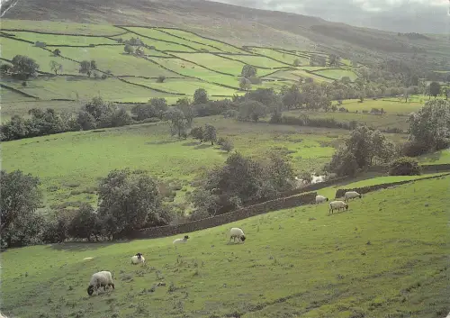 BR83602 Swaledale Weiden Schafe Mouton UK