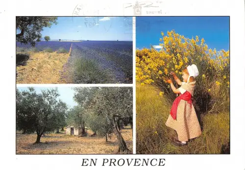 BT3509 Lavandes Olibiers Jeune provencale dans les Genters France France