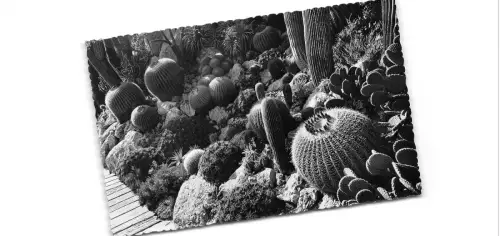 Br43971 Jardin exotique de monaco echionocactus grusonii Pflanzen