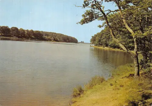 BF1791 la foret de troncais etang de pirat france